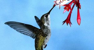 Ya es una realidad el nuevo algoritmo colibrí o hummingbird