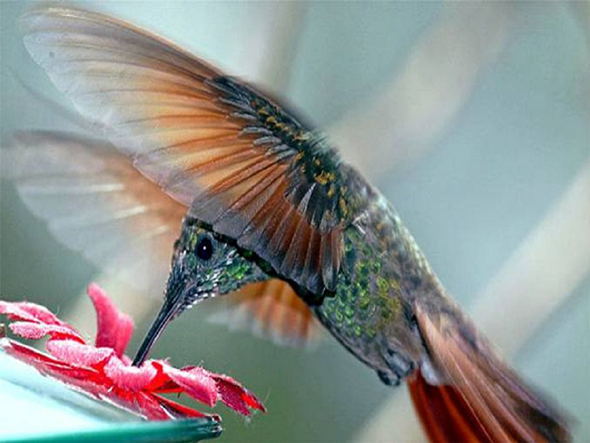 Nuevo algoritmo colibrí de Google