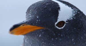 Penguin 3.0 liberado